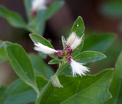 [The blooms of this plant resemble small wispy white brooms with purple weaving at the base. This image has four blooms at the end of a branch with green ovalate leaves. Two blooms are upright and adjacent to each other. The other two blooms are at right angles to the upright blooms and thus opposite each other.]